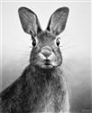 Resting Rabbit