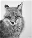 Sly Fox