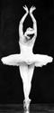 Swan